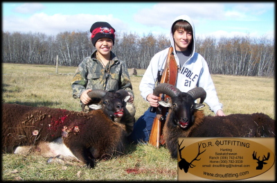 discount youth sheep hunts